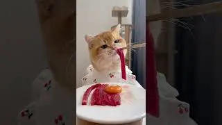 Can Cats Eat Vegetables?