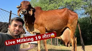 जमुना गाय की Live Milking😱👌
