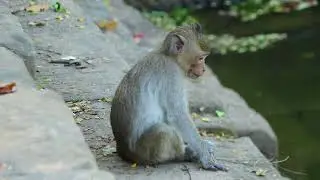 Young Joanna Walk To Find Mama Jane Then Down To Drinking Water in Pool