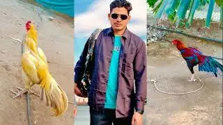 imranbablo |beautiful aseel murga |birds at home #story #live
