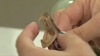 HOMEM ESCOVA PRESAS DE SERPENTE. Tem doido para tudo nesse mundo.