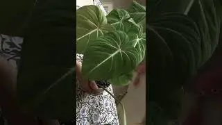 Красивое лукошко глориозумов #philodendron#gloriosum #филодендрон #aroidlover #plantslover #ароидные