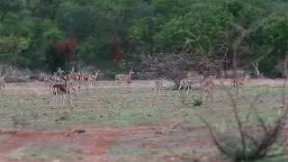 Black bucks of Jayamangali Black buck Conservation reserve