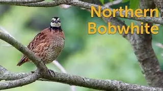 Northern Bobwhite: Quality Quail