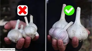 5 TIPS To Grow Big Garlic