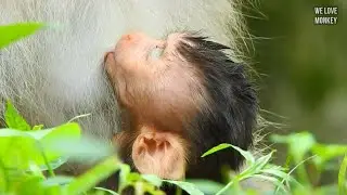 Every Time Baby Monkey Rex Get Milk And Sleep Good Mom Rose is Not Move Around to Disturb Baby Rex