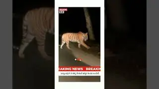 BIDAR : TIGER MAKING SOUND IN BIDAR | NEWS BIDAR | #newskannada #trending #bidarnews #bidar #tiger