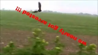 HUNTING with HARRIS HAWKS  car hawking cock pheasant and duck