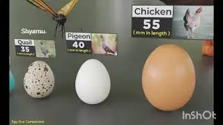 animal Egg size  comparison worldwide ||for general knowledge watch till the last for bigger one 🥚