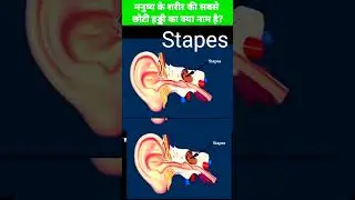 What is the smallest bone of the body। small bone name।#medical #gkquestion #viral #shorts #gkfacts