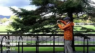 Grand fir (Abies grandis) - Plant Identification