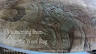 Cleaning A Wool Rug from Dogs urine odor