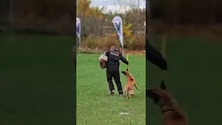 Legend s Zamkovoy Gory #malinois #igp #dogsport