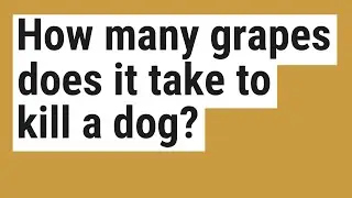 How many grapes does it take to kill a dog?
