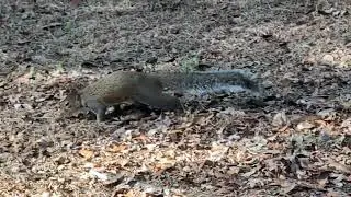 Grey Squirrel Leaps in Leaves, Hunting for Nuts at Jay Blanchard Park! Union Park, Florida