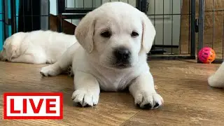 LIVE STREAM Puppy Cam! Adorable Lab puppies at play!
