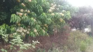 Khuntiasahi Gaan Masani 2 on 16 mar 2019