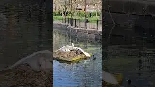 Coots Vs Swans🔔🥊2️⃣ Offensive skirmish