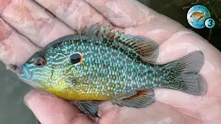 Multi-Species Fishing Ohio for GORGEOUS Creek Fish!