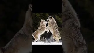 Pictures of Wolves #wolves #Nature #wildlife #Shorts