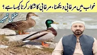 Khwab mein murghabi dekhna | Seeing a duck in a dream | خواب میں مرغابی دیکھنا | Shahid Surani | 