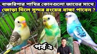 বাজরিগার পাখির কোন জাতে সাথে জোড়া দিলে সুন্দর রংয়ের বাচ্চা পাবেন | budgie colors |Birds of village