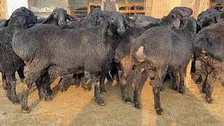 😱REKORD! ARZON XISORI QO‘CHQORLAR 🐏 SHOK NARXLARDA — SHOSHILING!