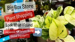 Big Box Store Plant Shopping Lowe&rsquo;s Plant Discovery Japanese Global Tricolor Pothos?