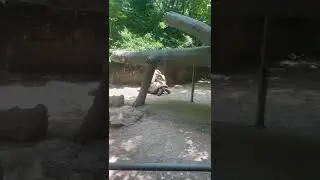 How turtle Making love