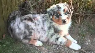 Australian Shepherd Blue Merle Collection Of Pictures | Australian Shepherd Blue Merle Dogs
