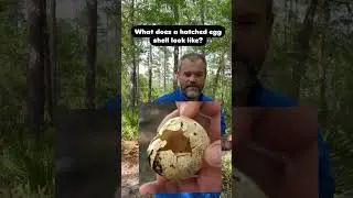 Wild turkey hatched vs. predated egg