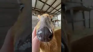 Farm MORNING ROUTINE!