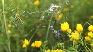 Banded Garden Spiders at Killdeer Plains Wildlife Area, Marion County, Ohio, USA