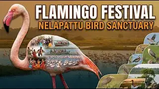 ప్రకృతిని కాపాడుకోవాలనే సందేశం ఇవ్వడమే | Sand Art at Flamingo Festival | Nelapattu Bird Sanctuary