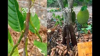 Multiple Rootstock Jackfruit Trees in Florida -  InArch Grafting Update