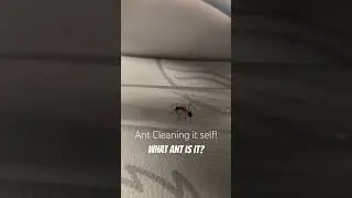 Ant cleaning itself. #shorts