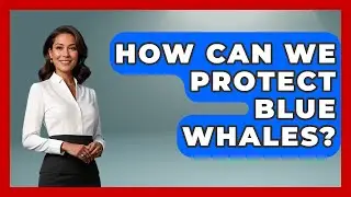 How Can We Protect Blue Whales? - The Marine Life Explorer