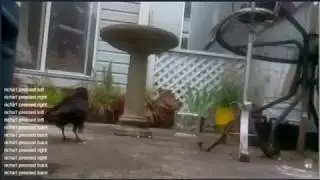 Robot Crow Cam