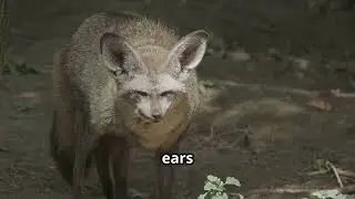 Bat-Eared Fox-Nature Little Listener.. #animals #funny #facts #education  #viral #nature #watch #fyp