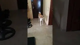 Funny Akita Inu reacts to my wolfy noise #wolf #akita #akitainu #funnyvideos #funnydogs #funny #fypシ