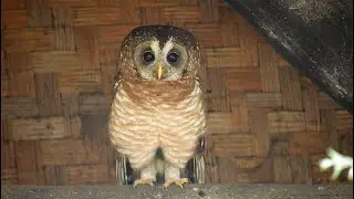 African Wood Owl calls