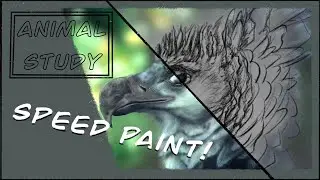 Animal Study Speed paint!