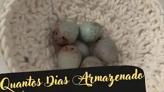 Quantos dias posso Armazenar OVOS da Canária?...Com seguranca