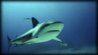 Grey Reef Sharks 01 - Dangerous Animals