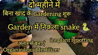 how to grow ice plant #winterplants  #organicgardening  #fertilizer  #plants #vlog