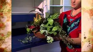 Making a Dish Garden