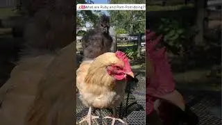 Chicken gymnastics?? 😦🐥#funny #pets #chicken #cute #gymnast