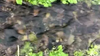Christmas Creek