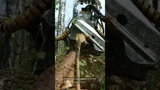 Need Safe & Reliable Tree Removal in York, PA? 🌳 | Oath Keepers Tree Care