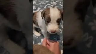 Addy's Mini Aussiedoodles 3wk Pupdate 🐾